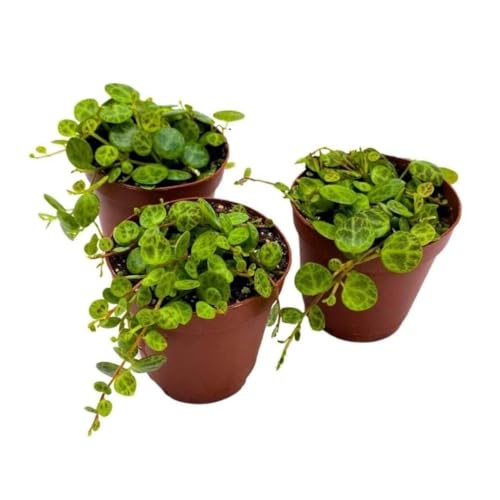BubbleBlooms String of Turtles, 2 inch Set of 3, Peperomia prostrata Tiny Mini Pixie Plants