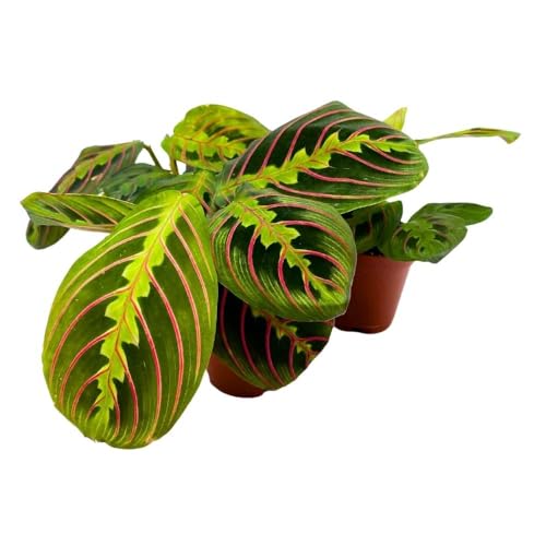 BubbleBlooms Maranta leuconeura Tricolor, 2 inch Set of 3, Prayer Plant Tiny Mini Pixie