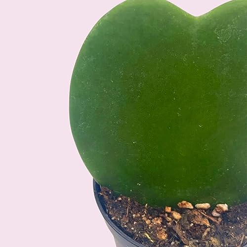 BubbleBlooms Green Hoya Kerrii Heart in a 2 inch Pot Sweetheart Mother's Day Plant