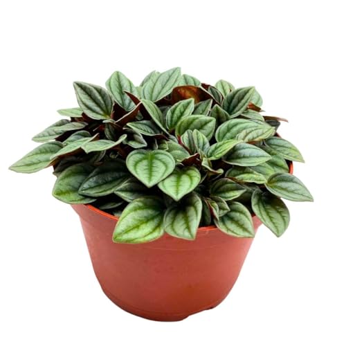 BubbleBlooms Peperomia Frost in a 6 inch Pot Platinum, carperata albovittata, Wrinkle Krinkle Leaf