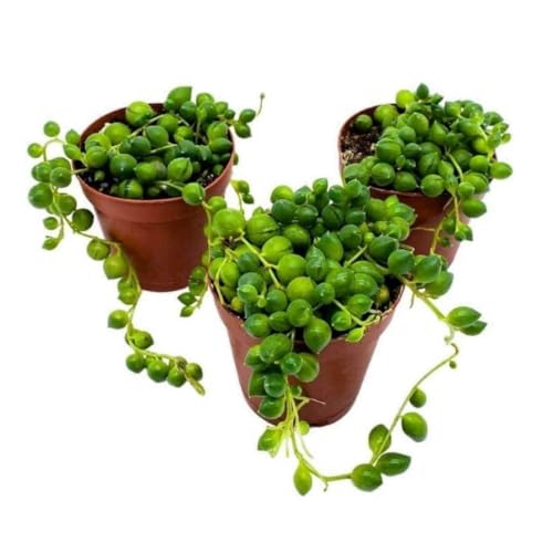 BubbleBlooms String of Pearls, 2 inch Set of 3, Curio rowleyanus Peas Tiny Mini Pixie Plants