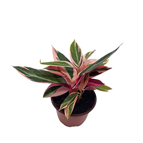 BubbleBlooms Stromanthe Triostar 4 inch Sanguinea Beautiful and Easy Indoor House Plant