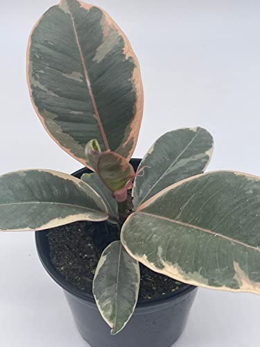 BubbleBlooms Ficus Tineke in a 4 inch Pot Variegated Elastica Rubberplant, Pink and White Rubber Plant