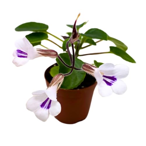 Harmony Foliage Primulina Tamiana Mini 2 inch White Purple Flower