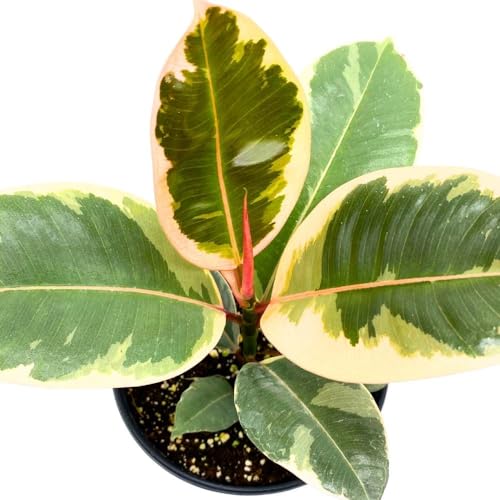 BubbleBlooms Ficus elastica Tineke Variegated 6 inch India Rubber Tree Decora Fig Plant