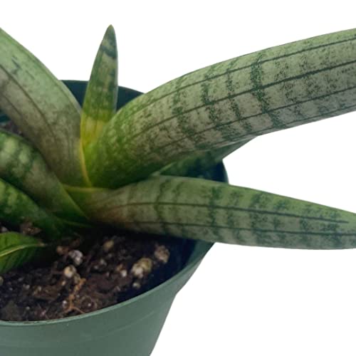 BubbleBlooms Sansevieria Starfish Snake Plant in a 4 inch Pot