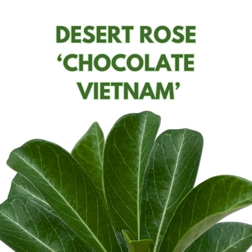 BubbleBlooms Desert Rose Chocolate Vietnam in a 4 inch Pot Extremely Rare Flower