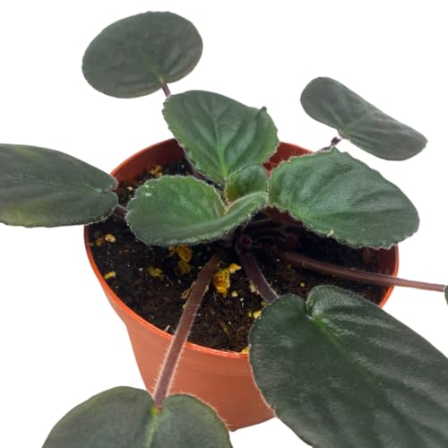 Harmony Foliage African Violet Buckeye Kindred Spirit 4 inch Pink Flower