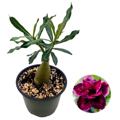 BubbleBlooms Desert Rose Emma in a 4 inch Pot Extremely Rare Flower