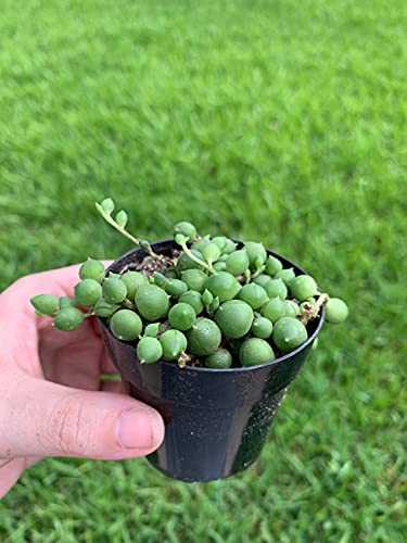 BubbleBlooms String of Pearls, Beads, peas Senecio rowleyanus Curio Rosary Plant in 2 inch Pot
