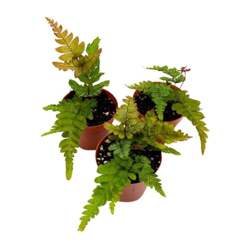 BubbleBlooms Mahogany Fern 2 inch Set of 3 Didymochlaena truncatula Tiny Mini Pixie Plants