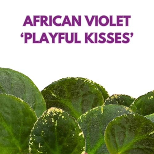 Harmony Foliage African Violet Playful Kisses Variegated 4 inch Pink Flower