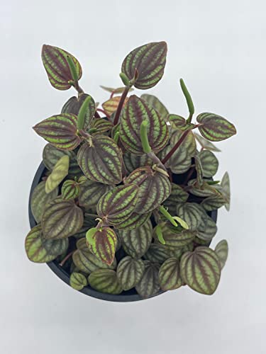 BubbleBlooms Peperomia Piccolo Banda, albovittata, in a 4 inch Pot, Rare Pep