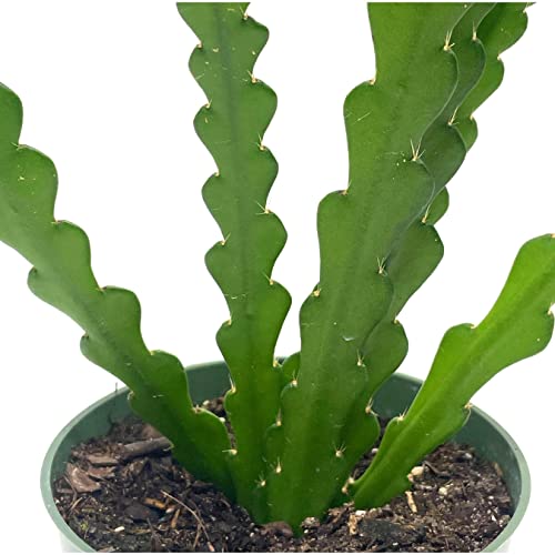 BubbleBlooms Fish Bone Climbing RIC Rac Cactus in a 4 inch Pot weberocereus imitans