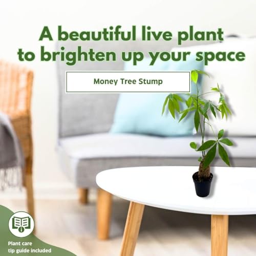 BubbleBlooms Money Tree Stump in a 4 inch Pot Pachira aquatica Guiana Chestnut