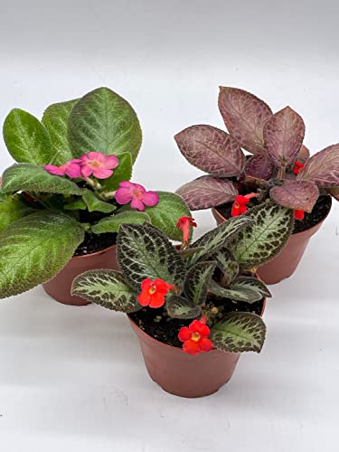 BubbleBlooms Flame Violet Episcia Cupreata Assortment 4 inch pots 3 Different Velvet Plants