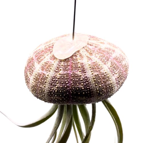 BubbleBlooms Small Tillandsia Jellyfish, Cute Hanging air Plant with Seashell