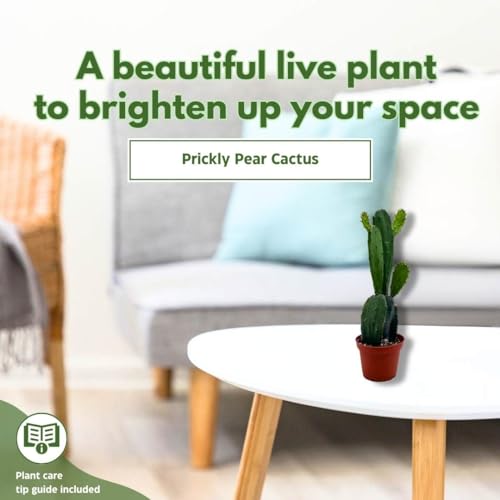 BubbleBlooms Opuntia ficus-Indica, Prickly Pear Cactus, Rare Cactus in a 4 inch Pot Well Rooted