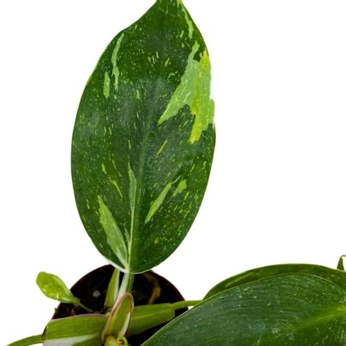 BubbleBlooms Philodendron White Princess, 2 inch Set of 3, Variegated Philo Tiny Mini Pixie Plants
