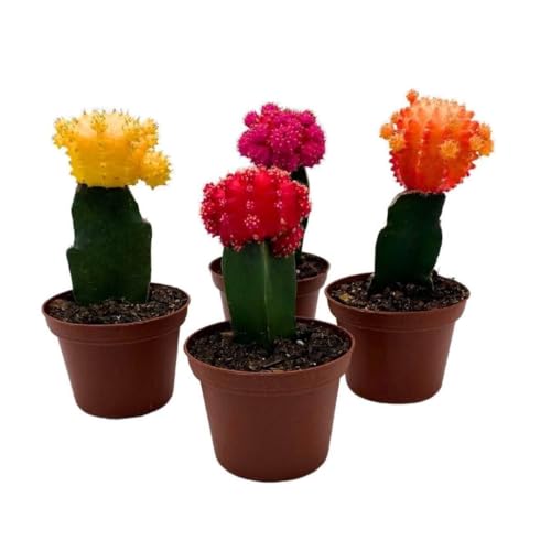 BubbleBlooms Grafted Cactus Assortment Set, 2 inch Set of 4, Colorful Indoor Moon Cacti