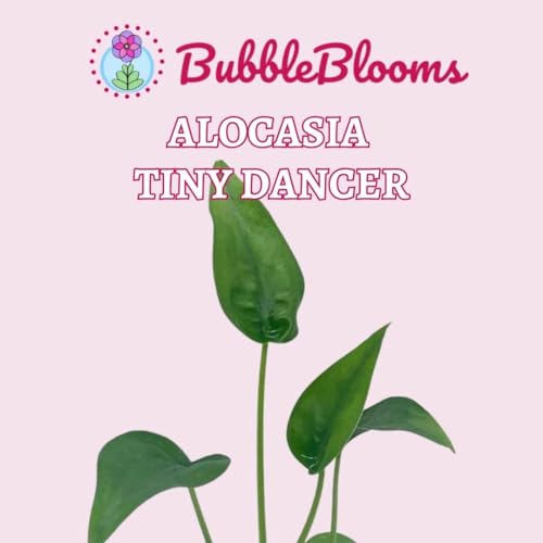 BubbleBlooms Alocasia 'Tiny Dancer' in a 4 inch Pot