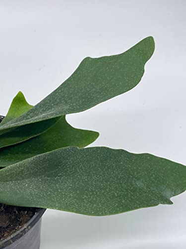 BubbleBlooms Staghorn Fern, in a 4 inch Pot, Platycerium bifurcatum Elkhorn