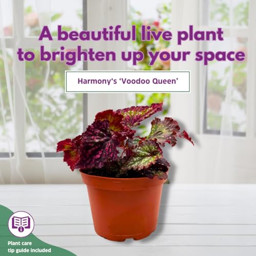 Harmony Foliage Harmony's Voodoo Queen Begonia Rex 4 inch Pink Green White