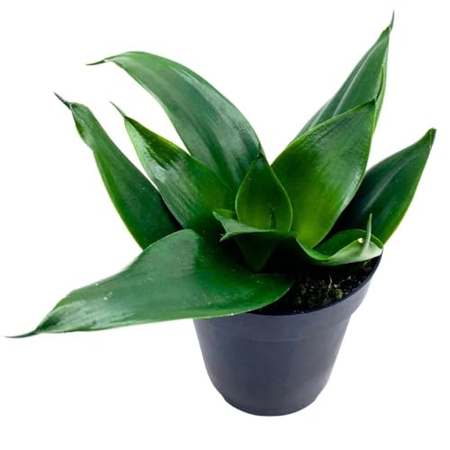 BubbleBlooms Black Hahnii Jade Star Sansevieria Snake Plant in a 4 inch Pot Solid Green