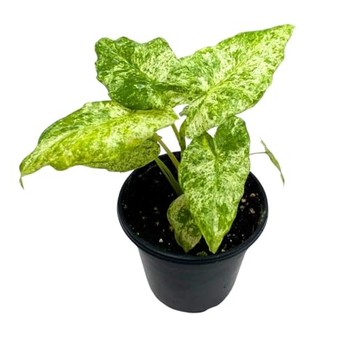 BubbleBlooms Alocasia Blizzard in a 4 inch Pot Marble Variegated Splash Very Rare Elephant Ear