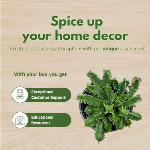 BubbleBlooms Lifesaver Huernia Zebrina, Starfish Stapelia Cactus, Live in a 4 inch Pot