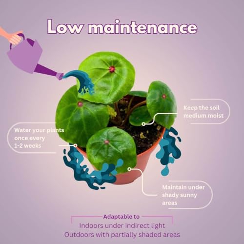 BubbleBlooms Harmony's Seashell Begonia Conchifolia, Begonia Rex, 4 inch Green with red dot 4 inch