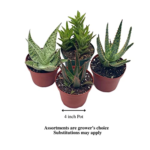 BubbleBlooms Aloe Assortment, Aloe Vera Variety Set of 4 in 4 inch pots, Barbados Cape Plant Gift Asphodelaceae