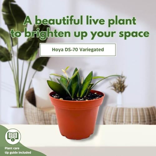 BubbleBlooms Hoya Burtoniae Variegated Ds-70 in a 4 inch Pot