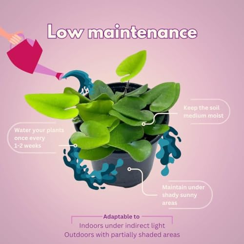 BubbleBlooms Heart Fern, Hemionitis Arifolia in a 4 inch Pot Heart Leaf, Tongue Fern