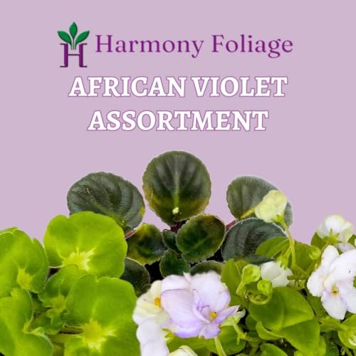 Harmony Foliage Harmony's African Violet Assortment, 2 inch Set of 3, Rare Mini Saintpaulia Violets Gesneriads
