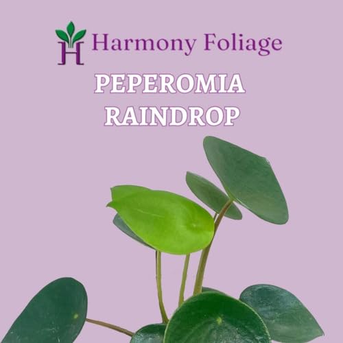 BubbleBlooms Rain Drop Peperomia Polybotrya, 4 inch Raindrop Pep