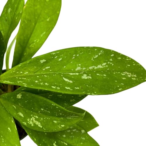 BubbleBlooms Hoya Pubicalyx in a 4 inch Pot Silver Speckled Splash