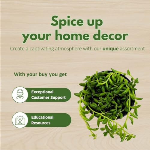 BubbleBlooms String of Bananas, Curio radicans, in a 4-inch Pot