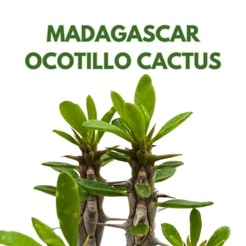 BubbleBlooms Madagascar Ocotillo (Madigascan) African Alluaudia procera, 4 inch White Cactus