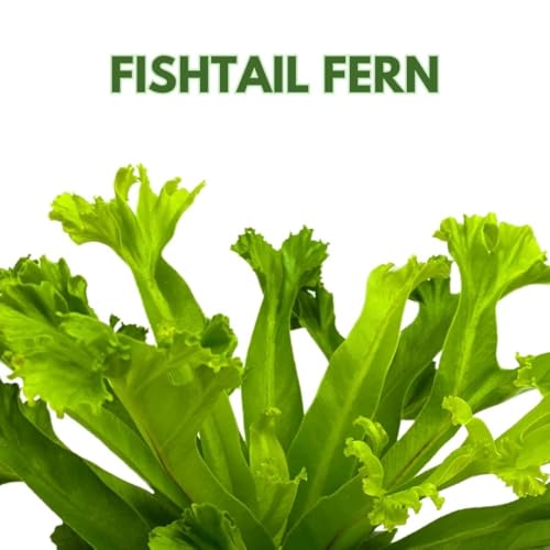 BubbleBlooms Fishtail Fern 4 inch Microsorum punctatum Forked Tips Grandiceps