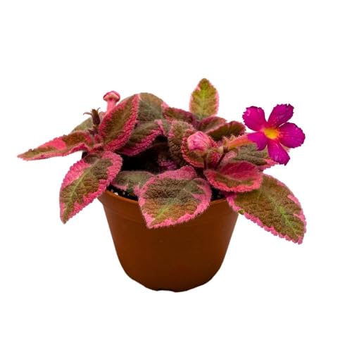 Harmony Foliage Episcia Pink Smoke, 2 inch Rare Variegated Flame Violet Flowering gesneriad