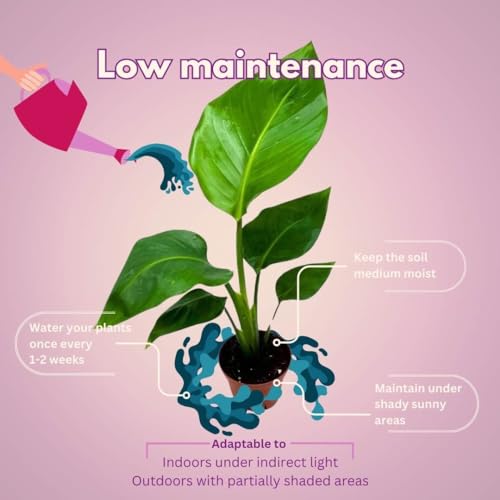 BubbleBlooms Giant White Bird of Paradise, 4 inch Strelitzia nicolai, Wild Banana