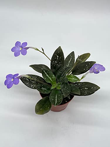 Harmony Foliage michaelmoelleria vietnamensis, Big Mike, in a 4 inch Pot New Genus