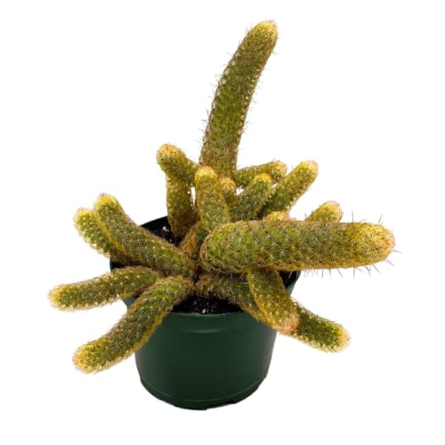 BubbleBlooms Lady Finger Cactus Copper King in a 6 inch Pot Mammillaria Elongata, Kopper Lady Fingers