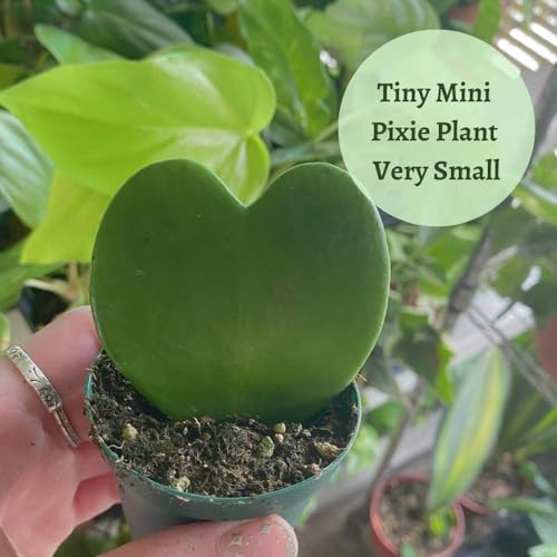 BubbleBlooms Hoya Kerrii Green Heart 24-Pack 2 inch Single Leaf No Node Sweetheart Mother's Day Valentine's Day Plant