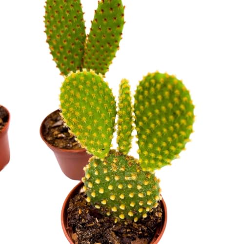 BubbleBlooms Opuntia Microdasys Assortment, 2 inch Set of 3 Bunny Ears Cactus