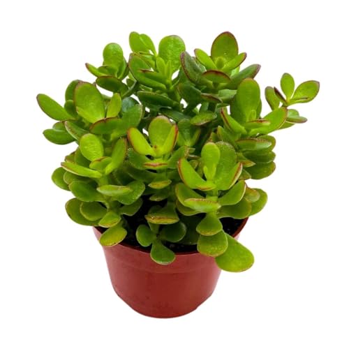 BubbleBlooms Jade Succulent in a 4 inch Pot Crassula ovata