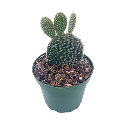 BubbleBlooms Bunny-Ears Prickly-pear Snow White in a 4 inch Pot Opuntia microdasys