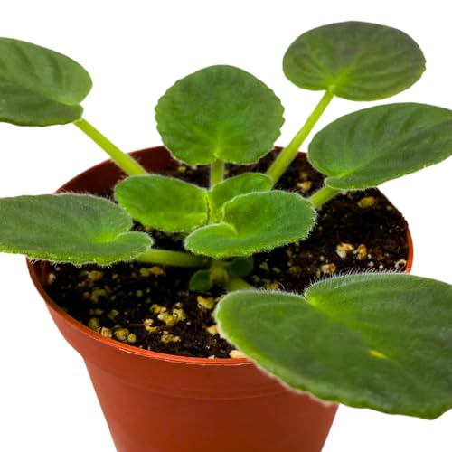 Harmony Foliage African Violet VaT Light in The Night 4 inch Blue Flower White Edge