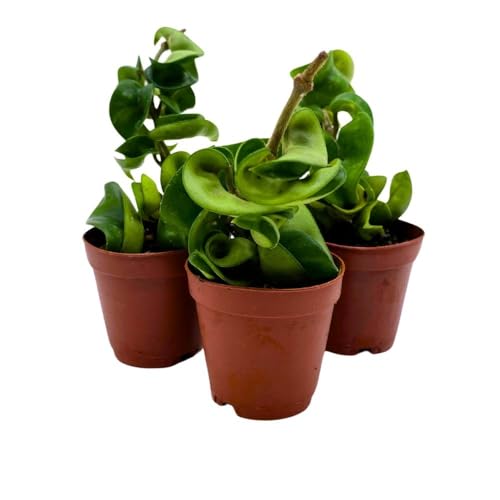 BubbleBlooms Hoya Green Hindu Rope 2 inch Set of 3 Crinkle Wax Plant Porcelain Flower Tiny Mini Pixie Plants